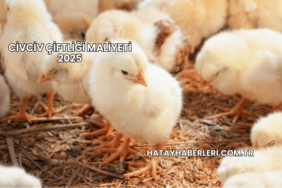 Civciv Çiftliği Maliyeti 2025