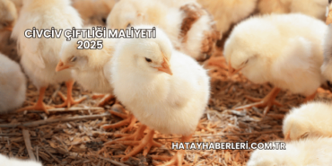 Civciv Çiftliği Maliyeti 2025