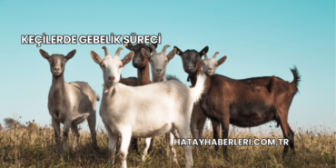 Keçilerde Gebelik Süreci