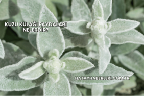 Kuzu Kulağı Faydaları Nelerdir?
