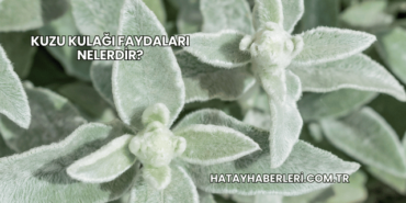 Kuzu Kulağı Faydaları Nelerdir?