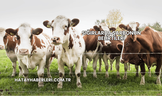 Sığırlarda Şarbonun Belirtileri