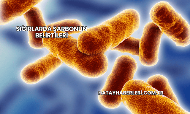 Sığırlarda Şarbonun Belirtileri
