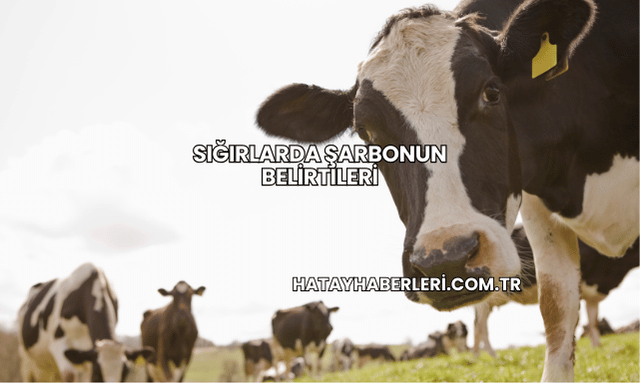 Sığırlarda Şarbonun Belirtileri