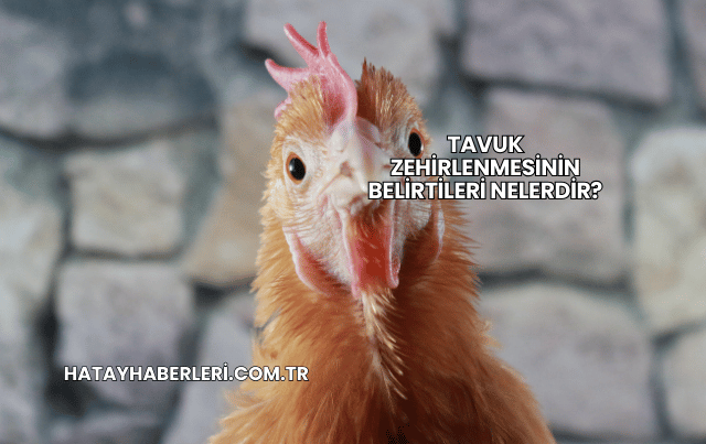 Tavuk Zehirlenmesinin Belirtileri Nelerdir?