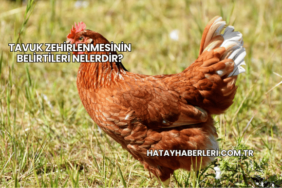 Tavuk Zehirlenmesinin Belirtileri Nelerdir?