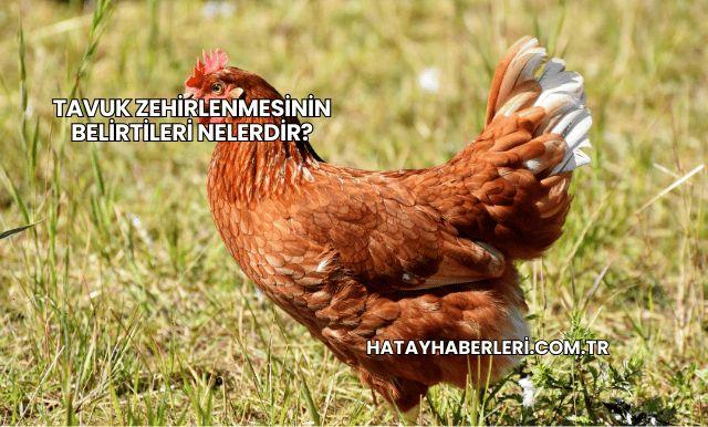 Tavuk Zehirlenmesinin Belirtileri Nelerdir?